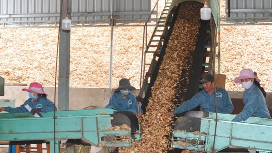 Xuất khẩu gỗ và sản phẩm gỗ tháng 1/2020 giảm gần 15%
