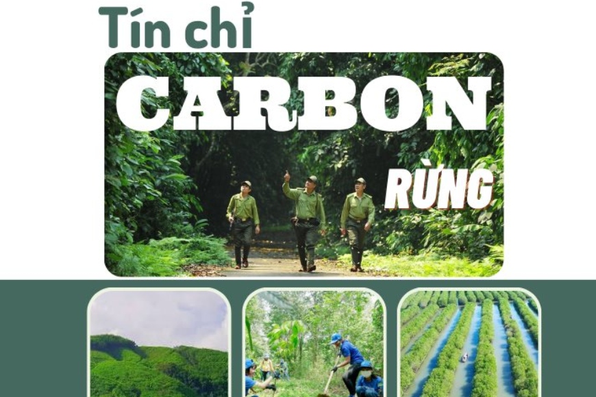 tạo tín chỉ carbon rừng