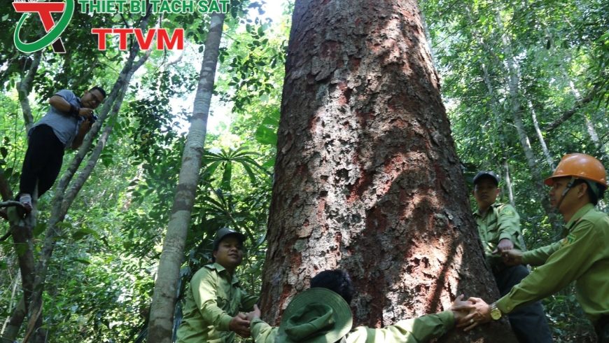 Lựa chọn khai thác gỗ và tín chỉ carbon: Quyết định khó khăn