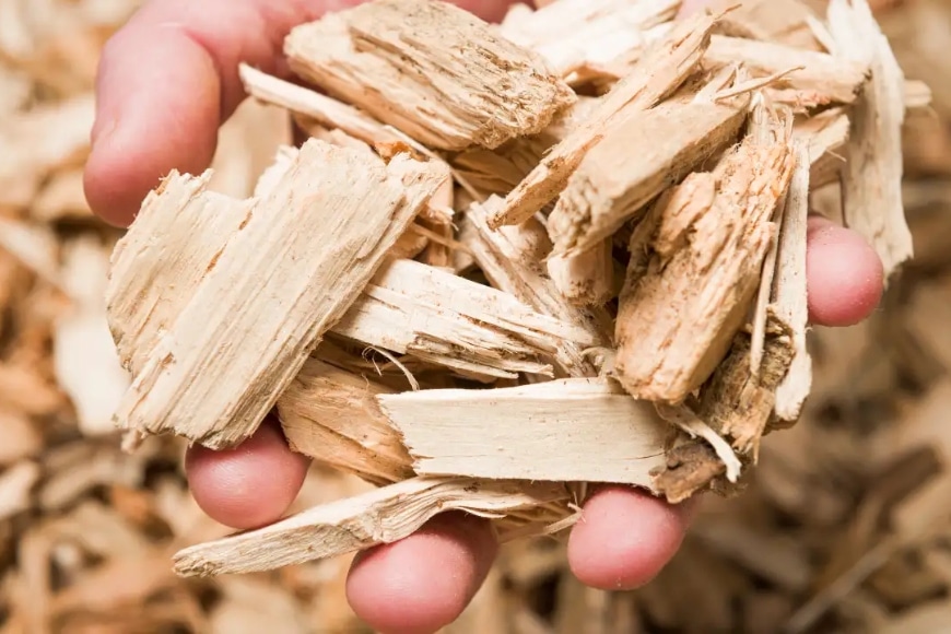 thị trường lâm sản