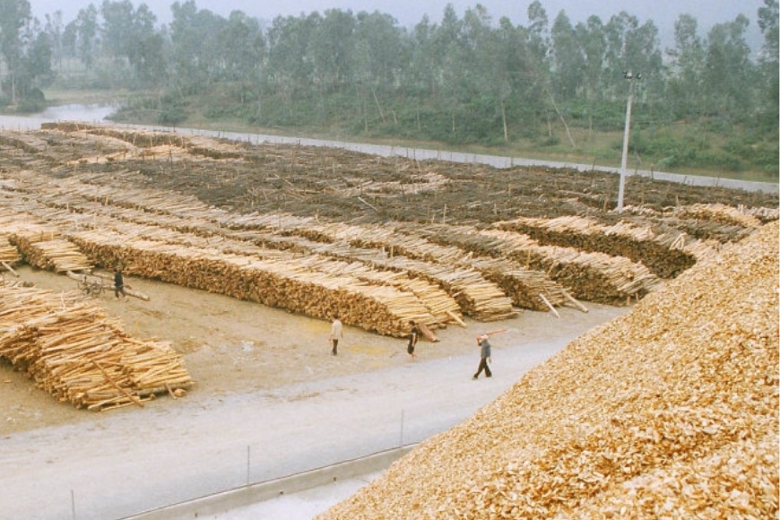 xuất khẩu dăm gỗ