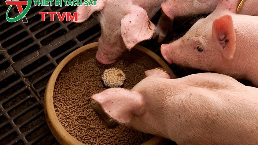 Dự báo tăng trưởng mạnh mẽ của thị trường thức ăn chăn nuôi toàn cầu năm 2025