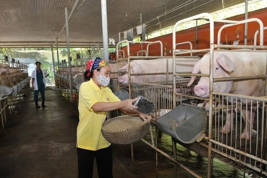làm rõ nguồn gốc thức ăn chăn nuôi