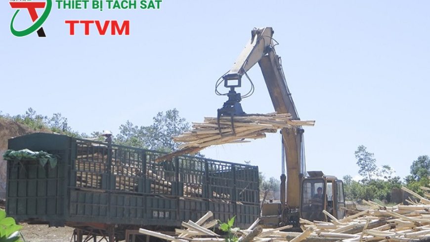 Phát triển vùng nguyên liệu gỗ bền vững: Nền tảng cho ngành chế biến và xuất khẩu